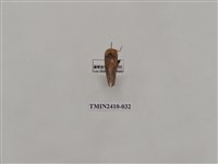 藏品(銀灰帶刺蛾)的圖片